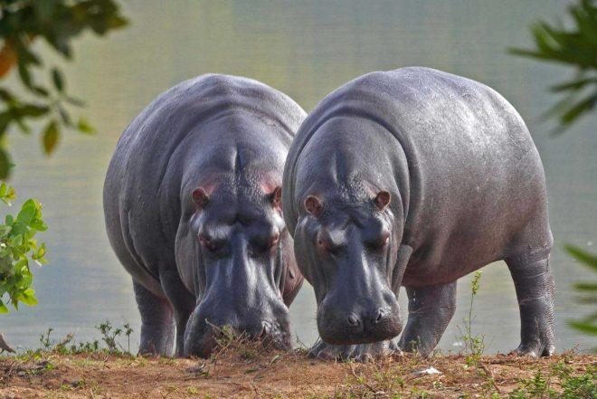 ‘Hipopótamos da Cocaína’ de Pablo Escobar serão esterilizados por serem uma espécie invasora