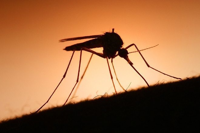 Novo estudo diz que música do Skrillex pode proteger você dos mosquitos